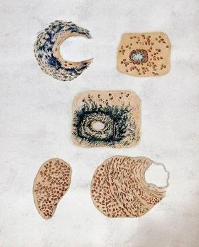 Microscopy: five micro-cellular organisms. Coloured drawing. Stock Illustration