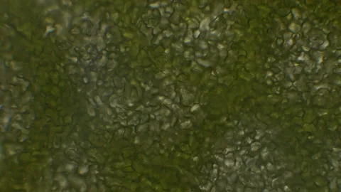 Microscopy of fresh lush green (moss leaf). Magnification 600x with visible cell Stock Footage 142878076