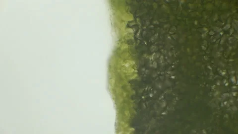 Microscopy of fresh lush green (moss leaf). Magnification 600x with visible cell Stock Footage 142878272