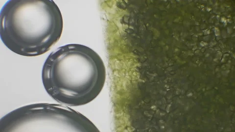 Microscopy of fresh lush green (moss leaf). Magnification 600x with visible cell Stock Footage 142878523