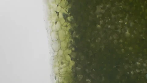 Microscopy of fresh lush green (moss leaf). Magnification 600x with visible cell Stock Footage 142878816