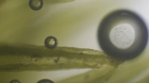 Microscopy of fresh lush green (moss leaf). Magnification 600x with visible cell Stock Footage 142879112