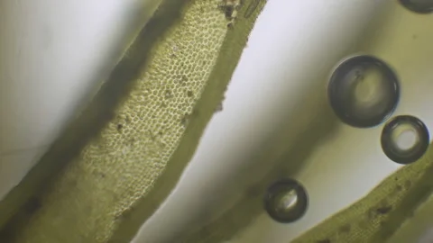 Microscopy of fresh lush green (moss leaf). Magnification 600x with visible cell Stock Footage 142879391