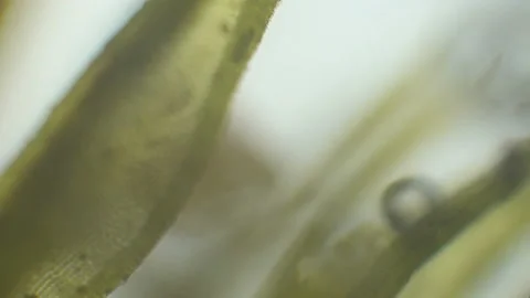 Microscopy of fresh lush green (moss leaf). Magnification 600x with visible cell Stock Footage 142879746