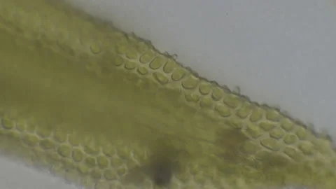 Microscopy of fresh lush green (moss leaf). Magnification 600x with visible cell Stock Footage 142880035