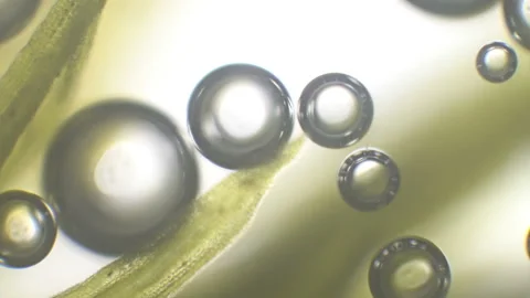 Microscopy of fresh lush green (moss leaf). Magnification 600x with visible cell Stock Footage 142880405
