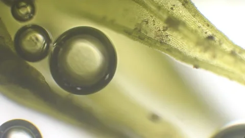 Microscopy of fresh lush green (moss leaf). Magnification 600x with visible cell Stock Footage 142880842