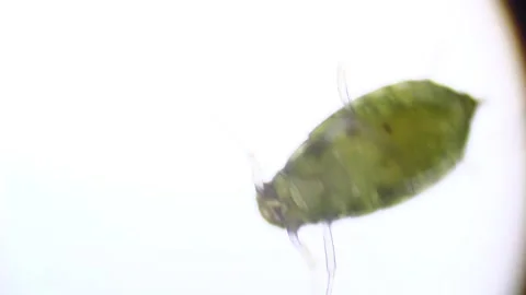 Microscopy: Green Aphid under the microscope (Myzus Persicae) Stock Footage 101383134