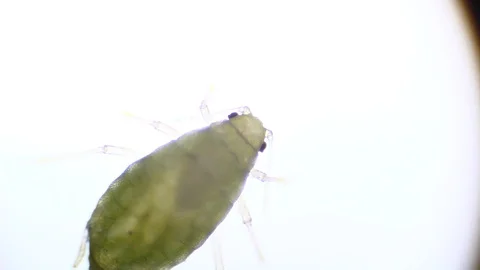 Microscopy: Green Aphid under the microscope (Myzus Persicae) Stock Footage 101383137