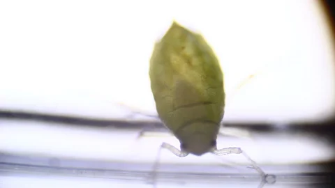 Microscopy: Green Aphid under the microscope (Myzus Persicae) Stock Footage 101383143