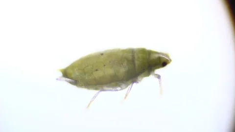 Microscopy: Green Aphid under the microscope (Myzus Persicae) Stock Footage 101383147