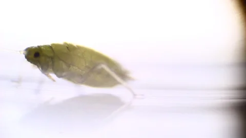 Microscopy: Green Aphid under the microscope (Myzus Persicae) Stock Footage 101383148