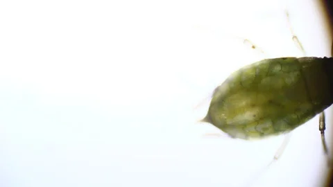 Microscopy: Green Aphid under the microscope (Myzus Persicae) Stock Footage 101383153