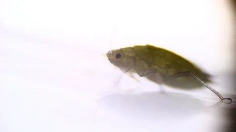 Microscopy: Green Aphid under the microscope (Myzus Persicae) Stock Footage 101383159