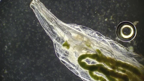 Microscopy: Insect Larva SP Stock Footage 79621977