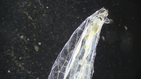 Microscopy: Insect Larva SP Stock Footage 79622067