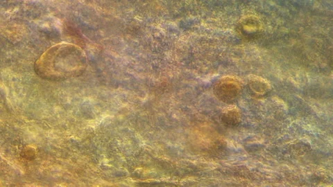 Microscopy of insect small fruit flies (Drosophila). Magnification 300x with vis Stock Footage 122108517