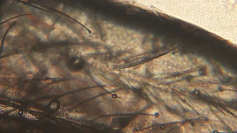 Microscopy of insect small fruit flies (Drosophila). Magnification 300x with vis Stock Footage 122108855