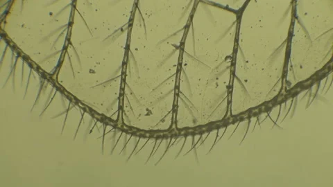 Microscopy of insect small fruit flies. Magnification 150x with visible wing seg Stockbeeldmateriaal 134701439