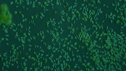 Microscopy as a method of scientific enquiry. Highly detailed image of a drink Stock Footage 280559134
