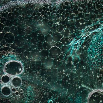 Microscopy micrograph plant tissue, stem of pumpkin Stock Photos