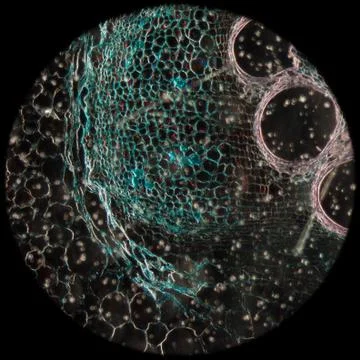 Microscopy micrograph plant tissue, stem of pumpkin 스톡 사진