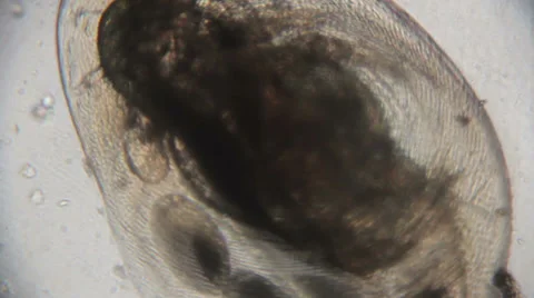 Microscopy [microorganisms] Stock Footage