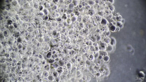 Microscopy: A Ootato Cells Decaying Stock Footage 117228669
