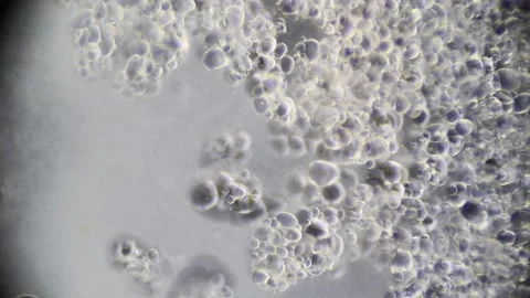 Microscopy: A Ootato Cells Decaying Stock Footage 117228694