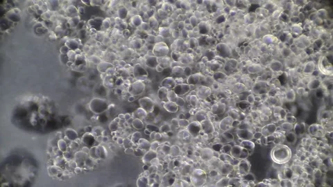 Microscopy: A Ootato Cells Decaying Stock Footage 117228701