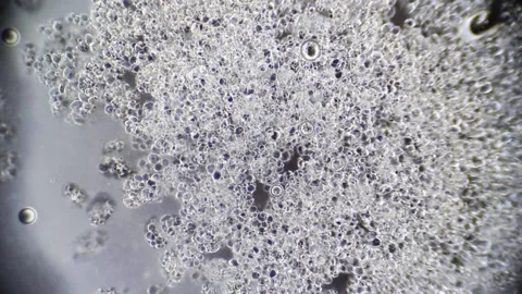 Microscopy: A Ootato Cells Decaying Stock Footage 117228727