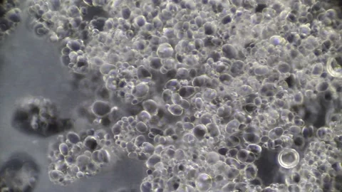 Microscopy: A Ootato Cells Decaying Stock Footage 117228736