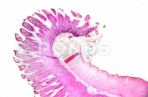 Microscopy photography. Small intestine transversal section. Stock Photos