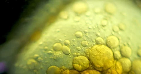Microscopy Plant Cells Filled With Lipids Smooth Focus Shift And Movement In 库存影片 330954866