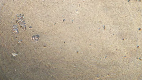 Microscopy of protozoa and small microorganisms in the water sample. Magnificati Stock Footage 122247259