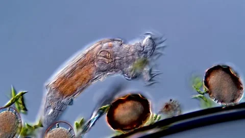 Microscopy - Rotifer in pond water Vídeos de archivo 310306575