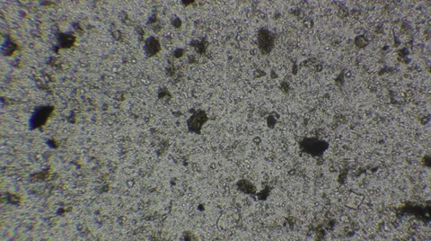 Microscopy [soil] Stock Footage 37661286