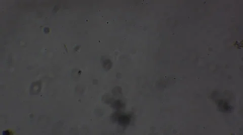 Microscopy [specs floating around] Stock Footage 37587135