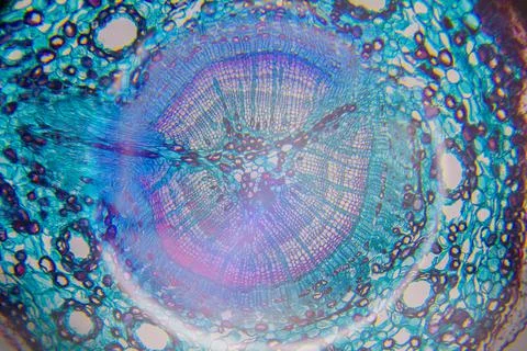 Microscopy of a tree cell Stock Photos