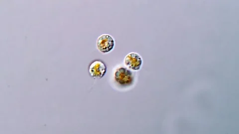 Microscopy Video of Flagellated Aquatic Microorganisms, 1000x 動画素材 317015922
