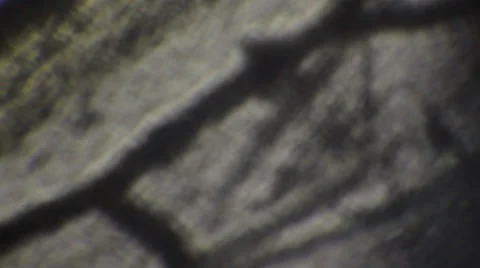 Microscopy [wasp wings] Stock Footage 37653791