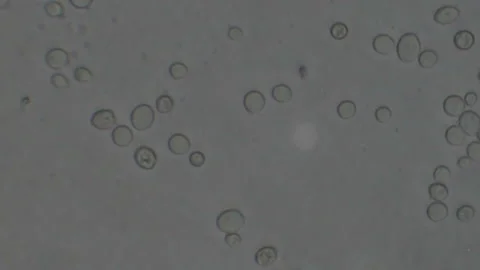 saccharomyces cerevisiae under microscope