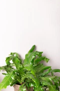 Microsorum in front of empty gray wall. Stock Photos