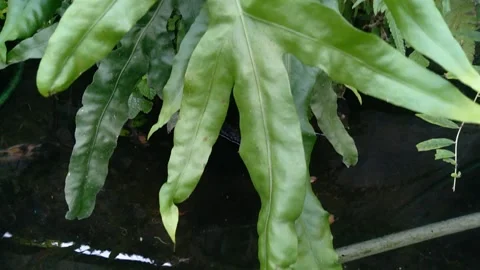 MICROSORUM LEAVES Stock Footage 256565241