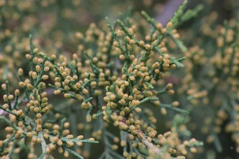 Microstrobiles of juniper Virginian. Stock Photos