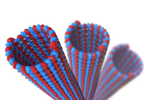 Microtubule, a component of cellular cytoskeleton Stock Illustration