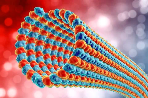 Microtubule, a component of cellular cytoskeleton Stock Illustration