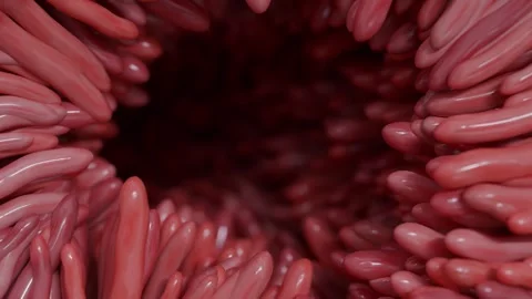 Microvilli Video stock 313944353