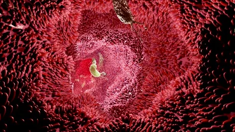 Microvilli surface of digestive system, Intestinal villi with bacteria. Stockbeeldmateriaal 167921952