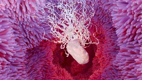 Microvilli surface of digestive system, Intestinal villi with bacteria &amp; viruses Stock Footage 220035224